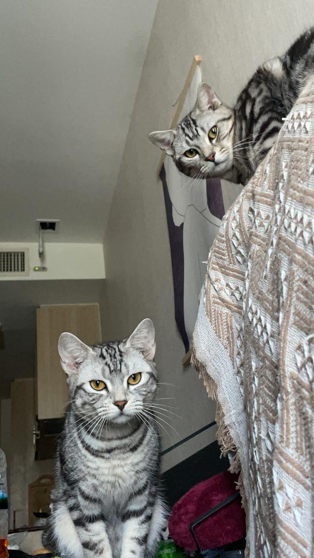 American shorthair 4
