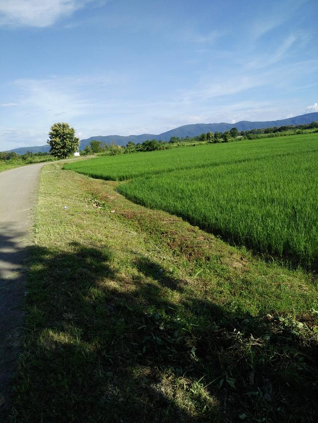 ที่ดินนา13ไร่ ติดถนน100กว่าเมตร 6