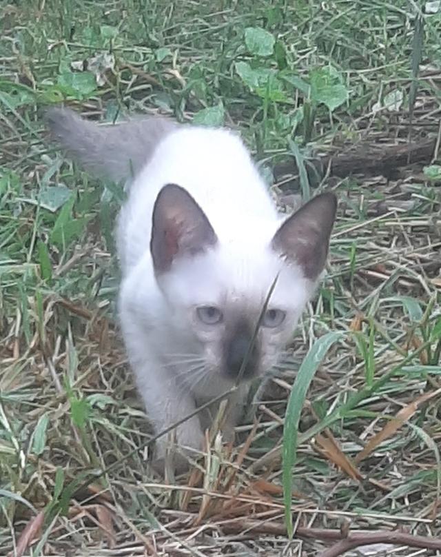 ลูกแมววิเชียรมาศ บ้านปุ้มปุ้ย 8