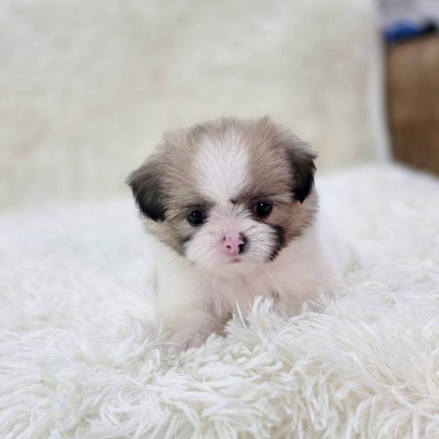 ชิสุผสมปอม เพศเมีย พิกัดรามอินทรา 7