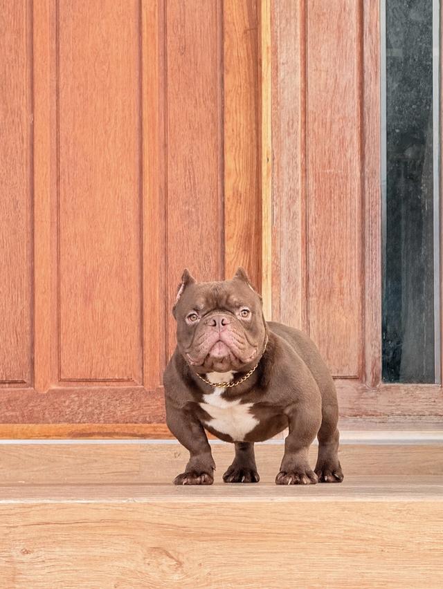 Americanbully exotic