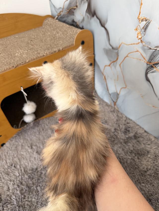 ลูกแมวพันธุ์เปอร์เซีย รูปที่ 7