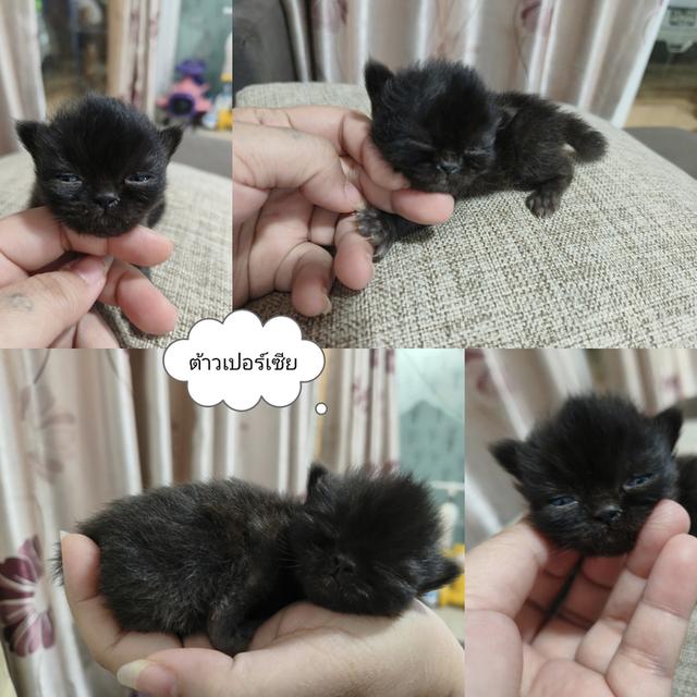 ลูกแมวเปอร์เซียสีดำ