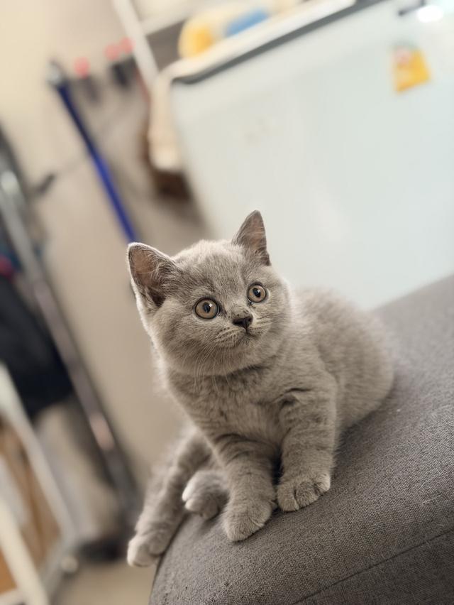 หาบ้านอง British สีบลู พ่อแม่มีใบพร้อมย้ายบ้านแล้ว รูปที่ 3