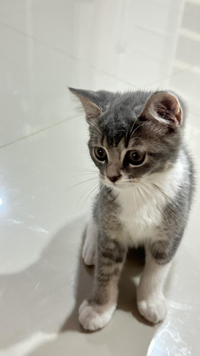 แมว เพศชาย 4