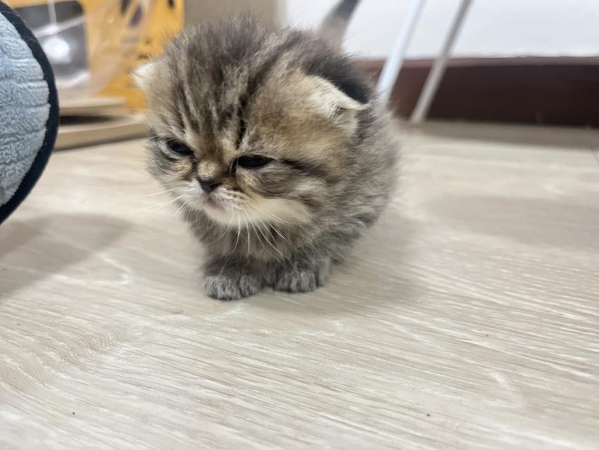 ลูกแมว อายุ 2 เดือน สก็อตติชโฟลด์