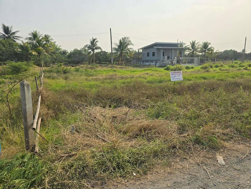 ขายที่ดินต.สันทรายอ.สารภีจ.เชียงใหม่ 100ตรว. 4