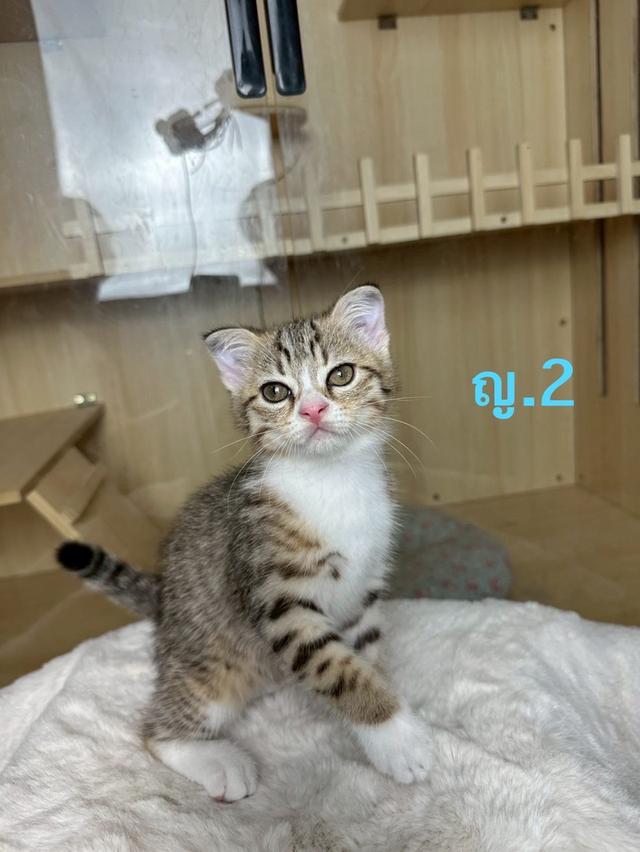 สก็อตติช😺