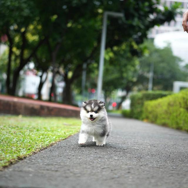 Pomsky Puppies | WhatsApp me : +66 63 826 3042 รูปที่ 2