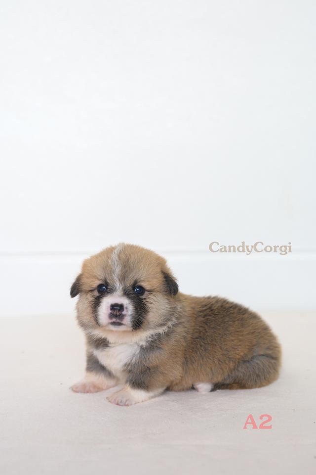 คอร์กี้ (Welsh Corgi)