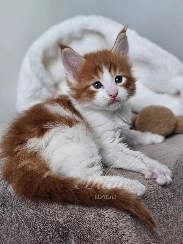 ลูกแมวเมนคูนแท้ เพศผู้