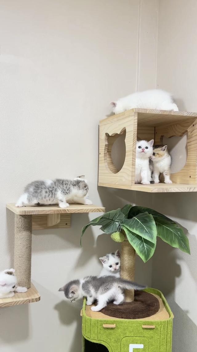 ลูกแมวสก๊อตติชโฟลด์👧🏻👶🏻 รูปที่ 10