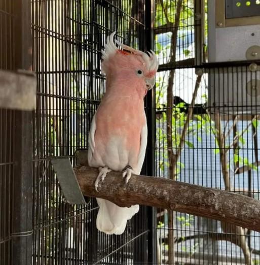 นกกระตั้วสีชมพู