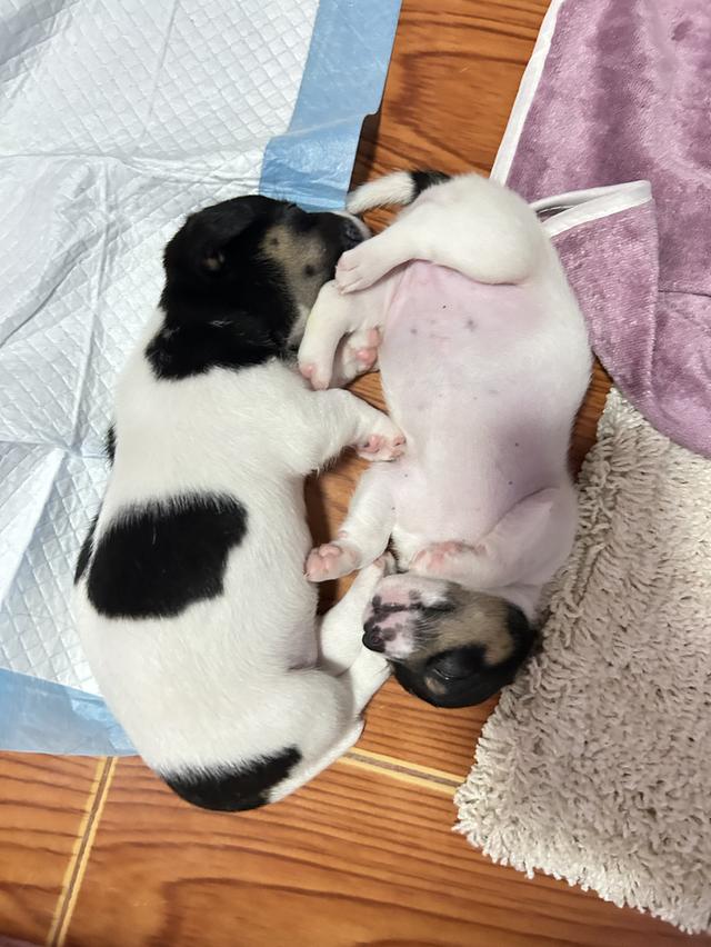 ลูกสุนัขแจ็ครัสเซลล์เพศเมีย 6