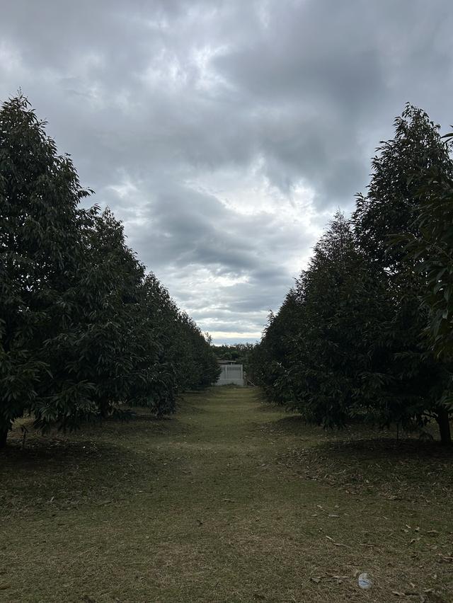 ขายสวนทุเรียน ชำฆ้อ หมู่5 เขาชะเมา 15