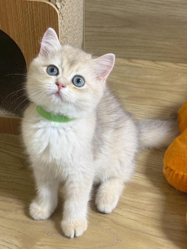 แมวบริติช 9