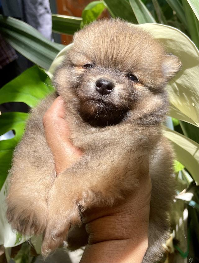 ลูกสุนัข ปอมเมอเรเนียน