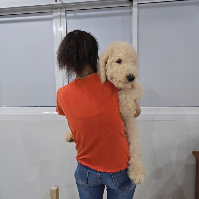 ไจแอนท์ พุดเดิ้ล (พุด เดิ้ลยักษ์) สายพันธุ์ : Standard Poodle  3