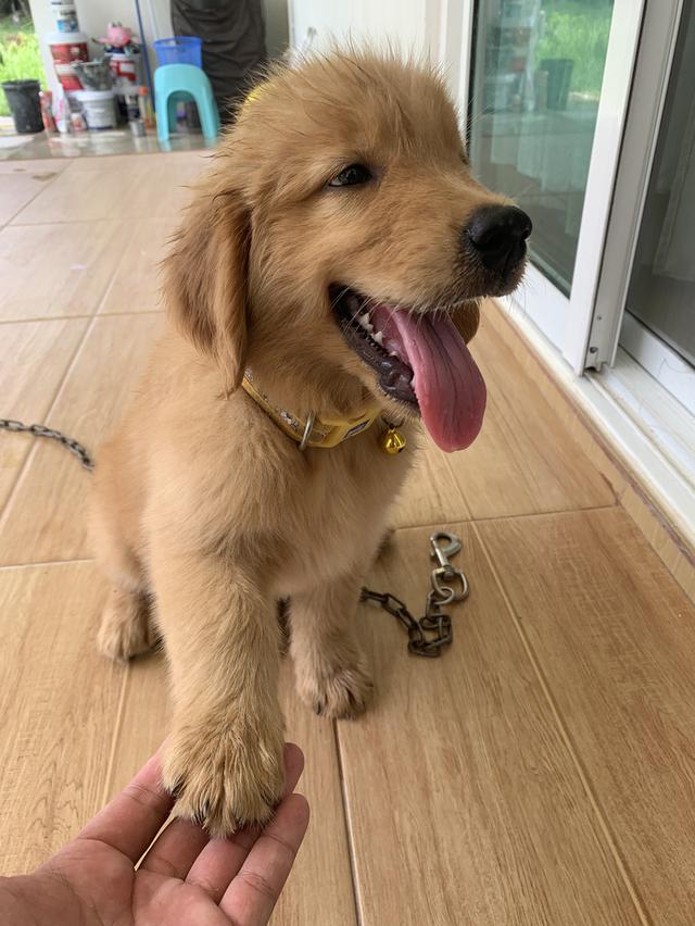 น้องโกลเด้น 3