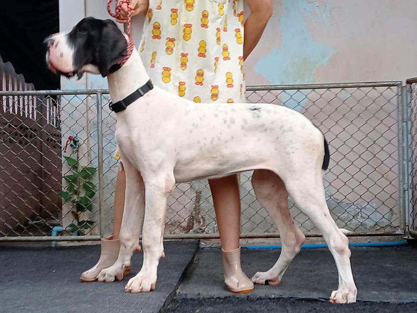 สุนัข เกรทเดน Great dane  5