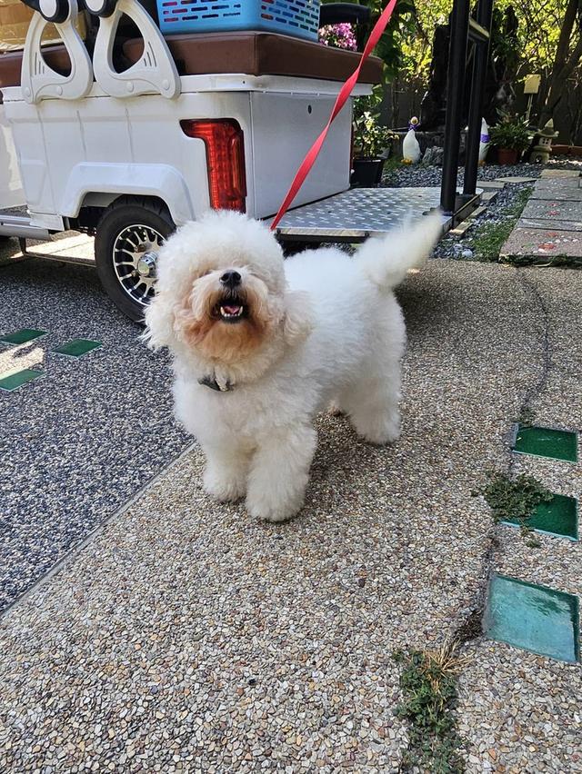 สุนัขสายพันธุ์บิชองอายุ 2 ปี รูปย่อยที่ 3