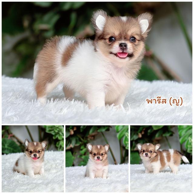 น้องพารีสชิวาวาขนยาวเพศเมียไซส์เล็กจิ๋ว