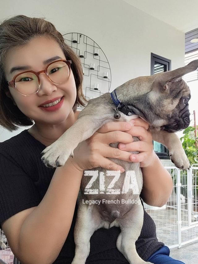 ZIZA สุนัขเฟรนช์บูลด็อก เพศผู้ สีเซเบิล 11