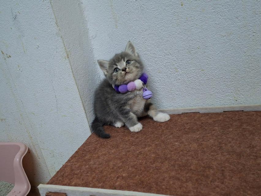 แมวสก๊อตติช ชาย1หญิง1