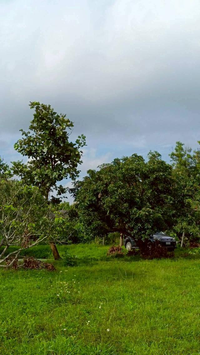 ขายด่วนที่ดินแม่แตงวิวดอยเหมาะทำบ้านพัก รูปที่ 11