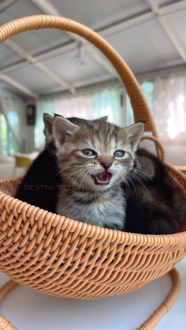 แมวสก๊อตติชโฟลด์ มีใบเพด scfc รูปที่ 4