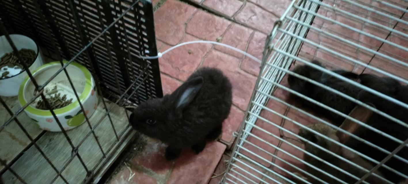 กระต่าย 2