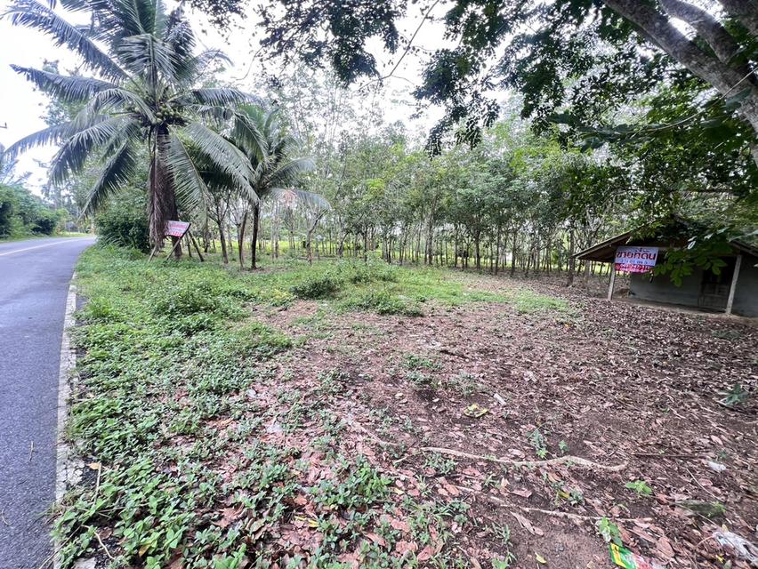 ขายที่ดิน จังหวัดนครศรีธรรมราช 4