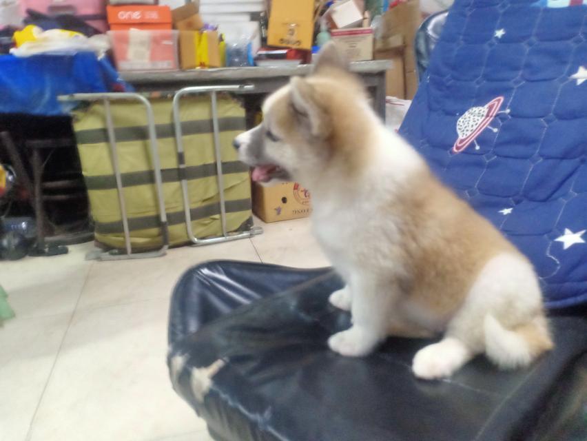 ลูกหมาบางแก้ว เพศเมีย 6