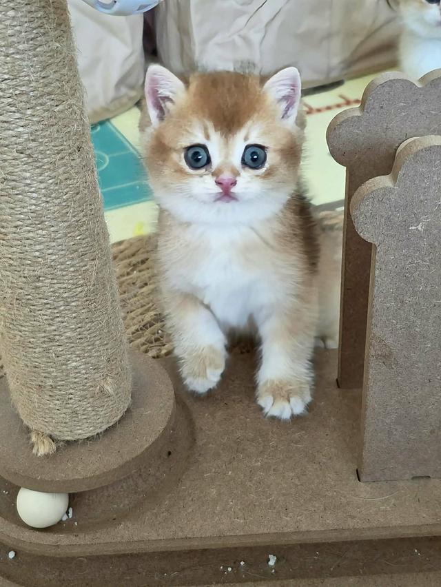 น้องแมวบริติช ช็อตแฮร์ รูปที่ 7