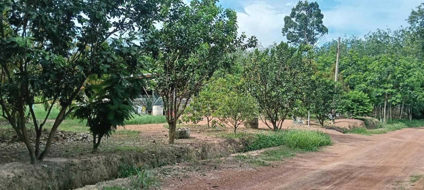 ที่ดินพร้อสวนทุเรียนพร้อมบ้าน 11