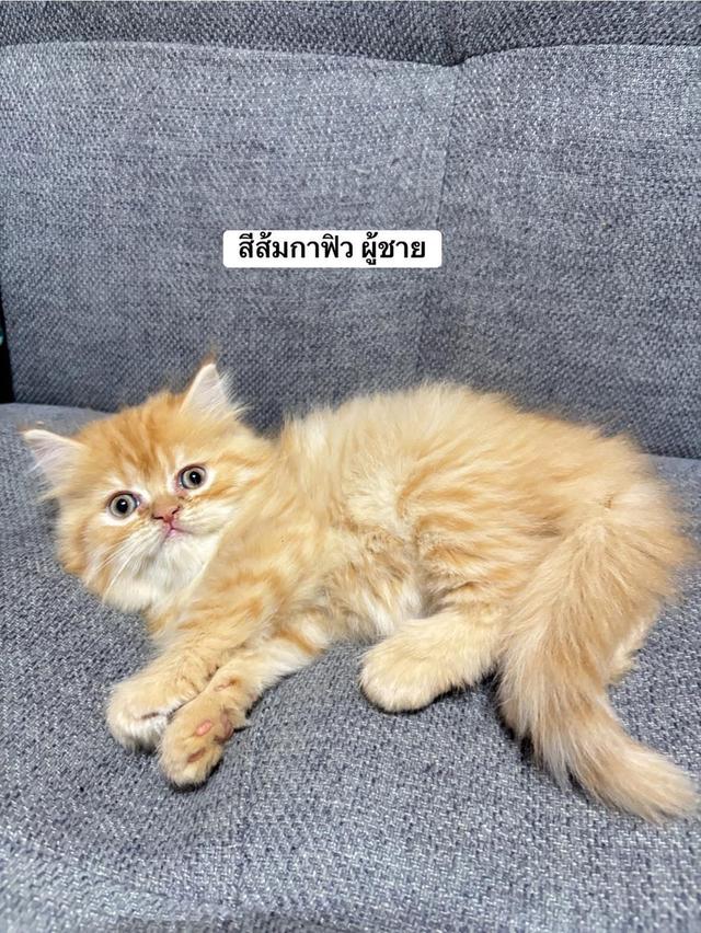 ❌🏠 ได้บ้านหมดแล้ว เปอร์เซียแท้ ส้มหญิง & ส้มชาย 3