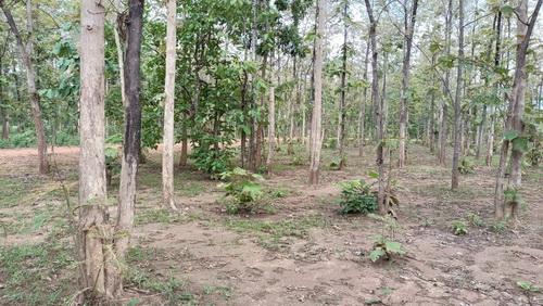 ขายที่ดินพร้อมสวนป่าสัก 8-2-21 ไร่ (5แปลงติดกัน) ติดทางสาธารณะประโยชน์ 3 ด้าน ตำบลทุ่งยั้ง อำเภอลับแล จังหวัดอุตรดิตถ์ 6