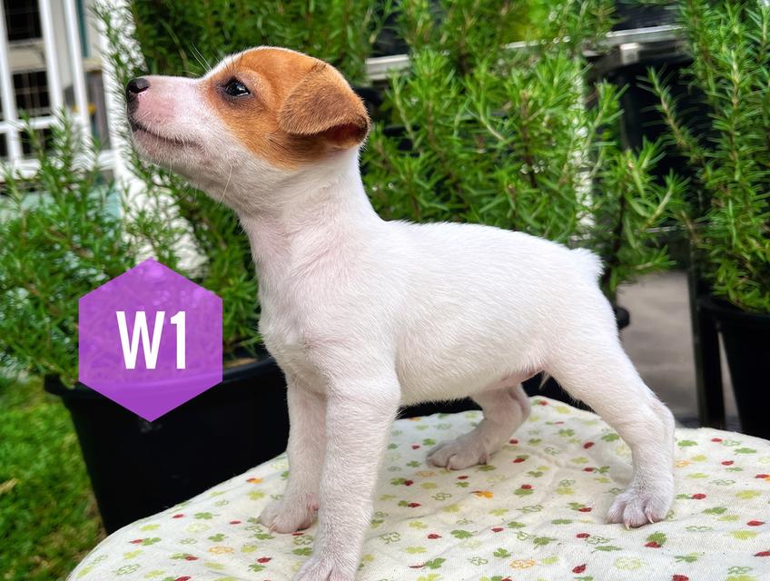 ลูกสุนัข Jackrussell เพศเมีย 2