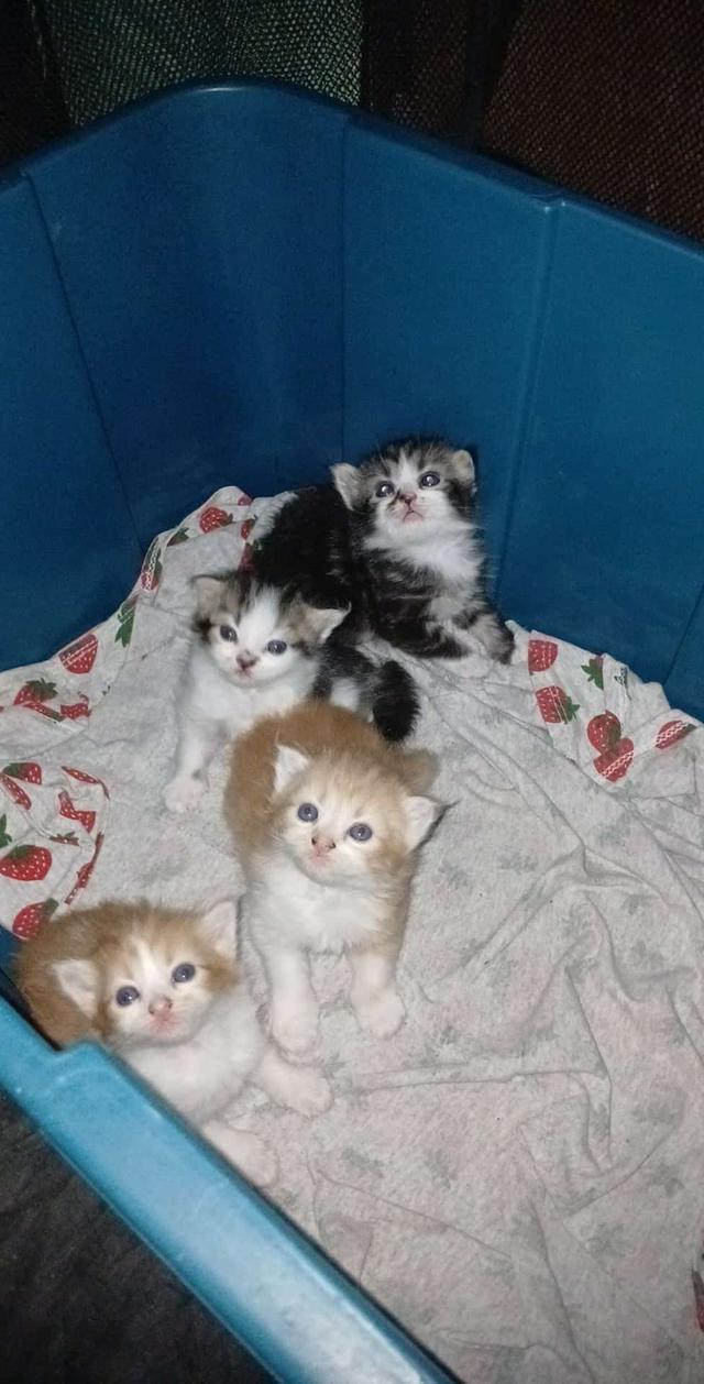 แมวเปอร์เซียแท้ๆสวยๆ 2