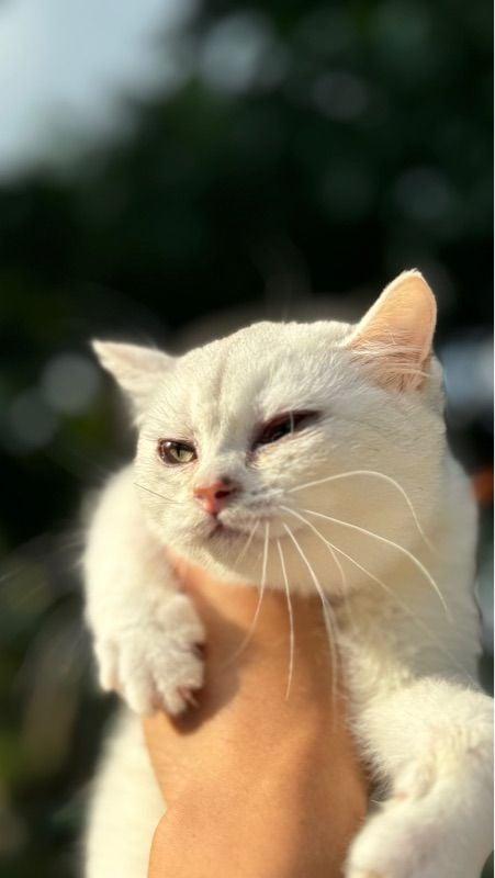 ขาย British Shorthair  2