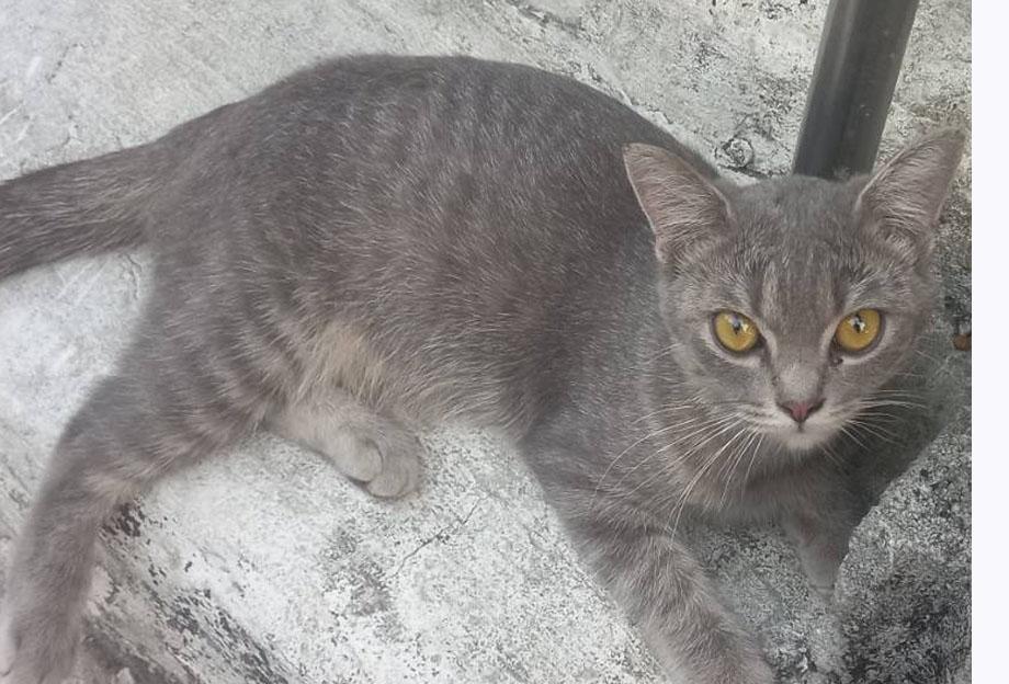 แมว พันธ์ผสม วิเชียรมาศ กะ สก็อตติส รูปที่ 8