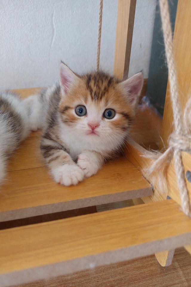 เปิดจองลูกแมว สก็อตติชแท้ รูปที่ 2