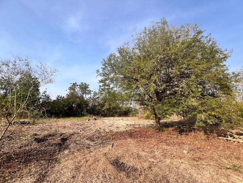 ขายที่ดินอำเภอชะอำ 3 งาน 1.2 ล้านบาท 6