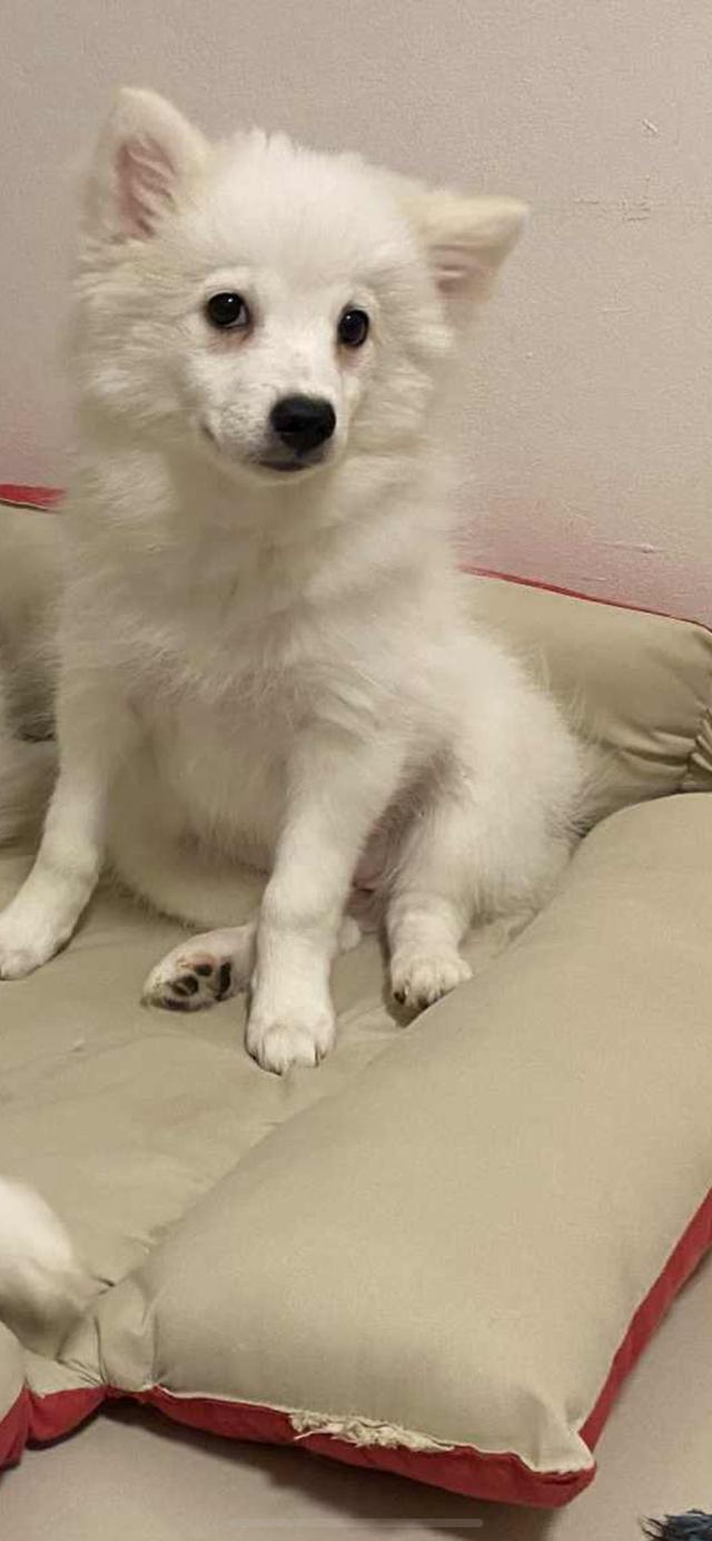 Japanese Spitz