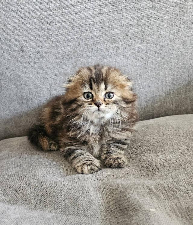 สก็อตติชโฟลด์ บุ้งกี๋