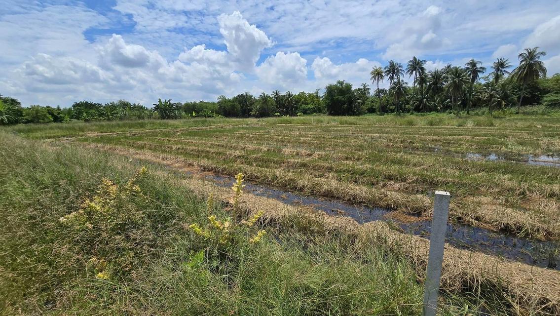 ขายด่วนที่ดิน 600 ตรว ติดถนนสาธารณะ ต.มหาสวัสดิ์ อ.พุทธมณฑล จ.นครปฐม 4