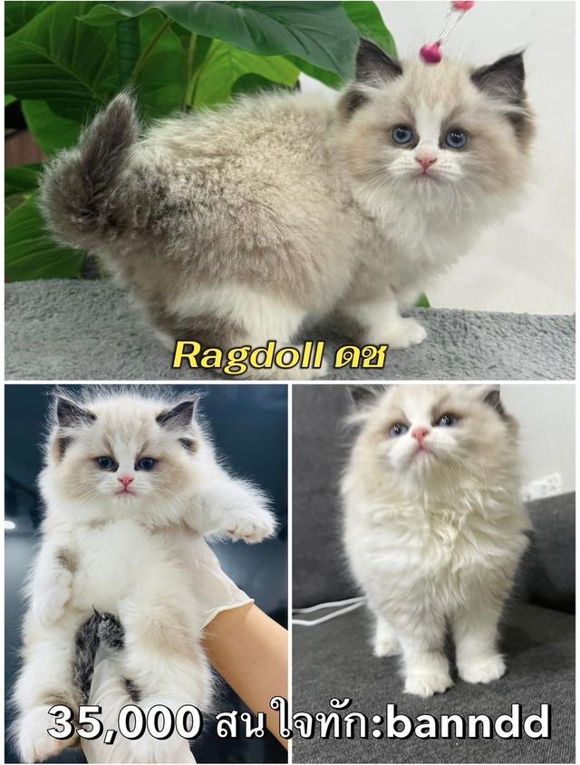 แมวRagdoll กทม นวมินทร์ แวะมาดูน้องๆได้ทำวัคซีนตรวจโรคและสุขภาพให้ก่อนบ้านทุกคนทักด่วน:banndd