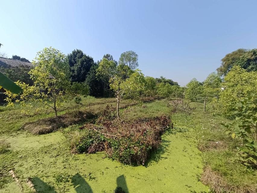 ขายที่ดิน 10 ไร่ ที่หน้าติดถนนคลอง6  รังสิต-ปทุมธานี 10