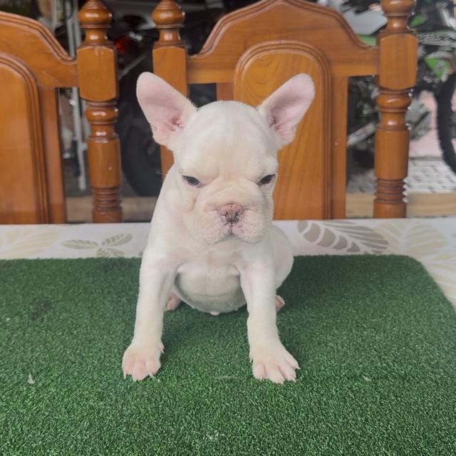 ลูกสุนัขเฟรนช์บลูด็อก รูปที่ 7