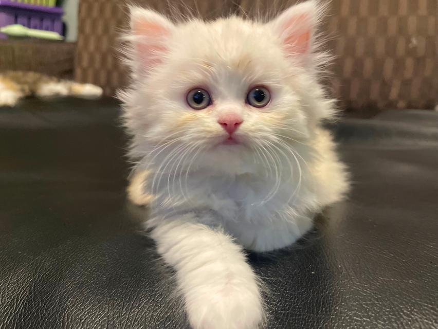 แมวขาวปนส้มนิดหน่อย-(boy)เกิด13/10/68 9